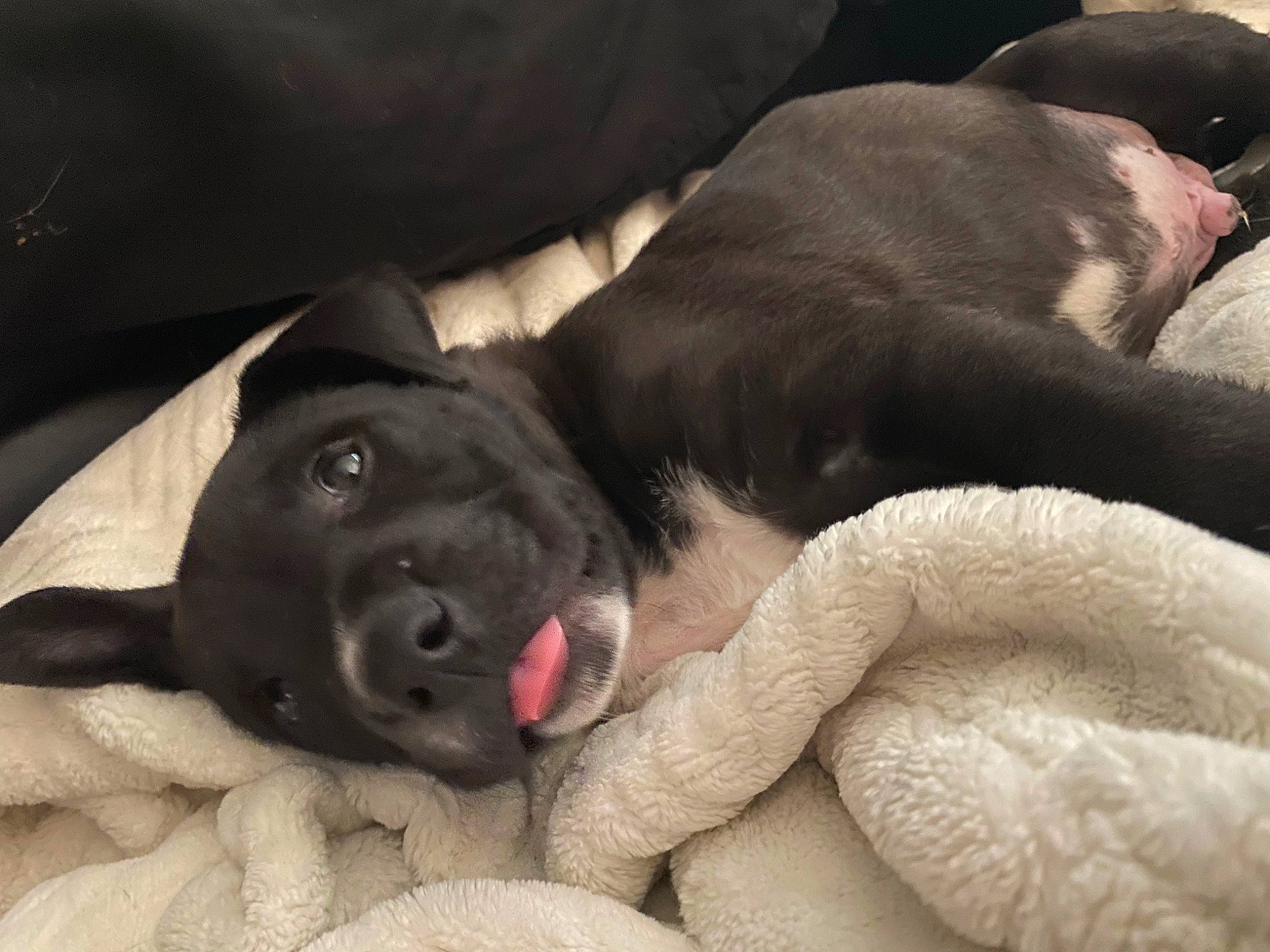 Baby Bear joined the competition — help win amazing prizes! borador, canidae, carnivore, comfort, companion_dog, dog, dog_breed, fawn, fur, grey, guard_dog, liver, nap, non_sporting_group, paw, snout, sporting_group, terrestrial_animal, whiskers, working_animal