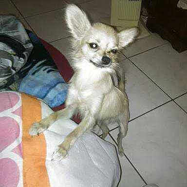 Pépito