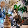 cat, tabby_cat, pet, animal, sitting, portrait, indoors, houseplant, flowers, pampas_grass, decorative_plant, woven_planter, home_decor, living_room, table, greenery, striped_fur, white_chest, alert, cozy