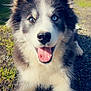 animal, blue_eye, brown_eye, canine, closeup, cute, dog, ears, fur, grass, gravel, happy, heterochromia, husky, lying_down, nature, outdoor, pet, sunlight, tongue_out