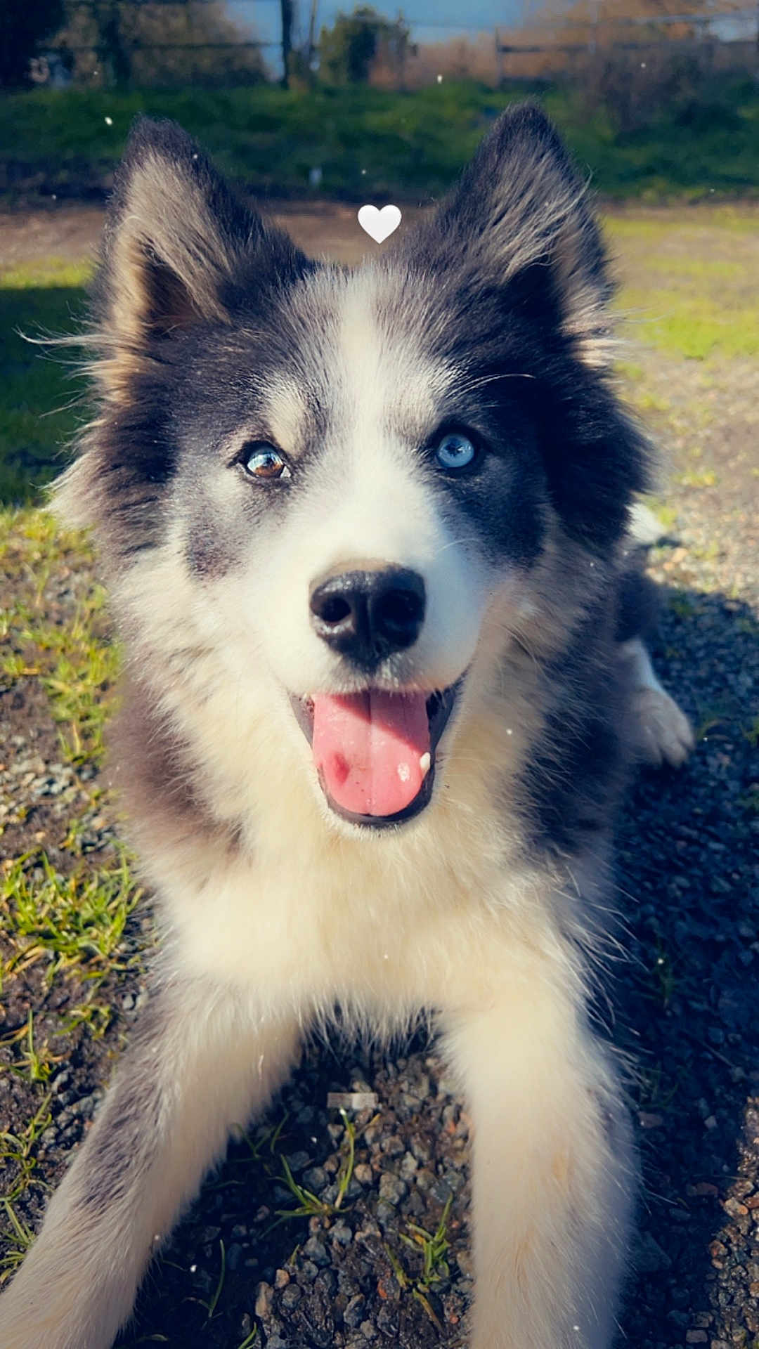 Moon a rejoint le concours — aidez-le/la à gagner de superbes lots ! animal, blue_eye, brown_eye, canine, closeup, cute, dog, ears, fur, grass, gravel, happy, heterochromia, husky, lying_down, nature, outdoor, pet, sunlight, tongue_out