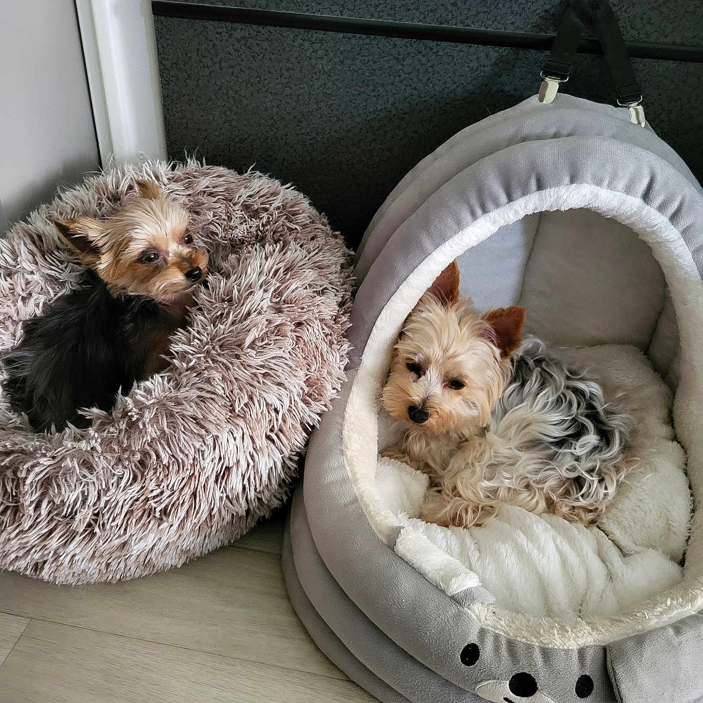 Sisko Chanel a rejoint le concours — aidez-le/la à gagner de superbes lots ! animal, bed, canine, comfortable, companion, cozy, cute, dog, domestic_animal, floor, fluffy, fur, furry, home, indoor, pet_bed, relaxed, resting, small_dog, two_dogs