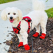 Keko is registered to the contest to win money with this photo: dog, white_dog, small_dog, fluffy_dog, red_harness, red_booties, leash, outdoor, sidewalk, mulch, grass, happy_dog, pet, canine, walking, tongue_out, tail_up, close_up, daylight, park