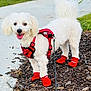 dog, white_dog, small_dog, fluffy_dog, red_harness, red_booties, leash, outdoor, sidewalk, mulch, grass, happy_dog, pet, canine, walking, tongue_out, tail_up, close_up, daylight, park
