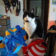 Jax joined the competition — help win amazing prizes! animal, bags, black_and_white, blue_bag, cat, clutter, curious, curtain, domestic, doorway, furniture, hats, household_items, indoor, knives, miscellaneous, pet, red_and_white_bag, storage_drawer, wall