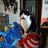 animal, bags, black_and_white, blue_bag, cat, clutter, curious, curtain, domestic, doorway, furniture, hats, household_items, indoor, knives, miscellaneous, pet, red_and_white_bag, storage_drawer, wall
