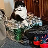 Jax joined the competition — help win amazing prizes! black_and_white_cat, bottled_water, carpet, cat, container, curious, domestic_animal, feline, floor, home, household, indoor, pet, quiet, resting, shoes, still_life, watchful, water_pack, wooden_cabinet