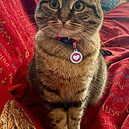 Babou a rejoint le concours — aidez-le/la à gagner de superbes lots ! cat, tabby, pet, animal, feline, collar, tag, heart_shaped_tag, sitting, blanket, red_blanket, patterned_blanket, indoor, close_up, whiskers, ears, cute, alert, fur, domestic_cat