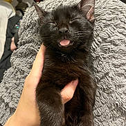 Toothless joined the competition — help win amazing prizes! black_cat, kitten, sleeping, tongue_out, hand, fluffy_blanket, cozy, pet, cute, feline, indoor, close_up, soft_texture, relaxed, animal, domestic_animal, friendship, comfort, resting, adorable