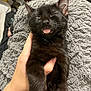 black_cat, kitten, sleeping, tongue_out, hand, fluffy_blanket, cozy, pet, cute, feline, indoor, close_up, soft_texture, relaxed, animal, domestic_animal, friendship, comfort, resting, adorable
