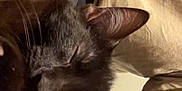 Toothless is registered to the contest to win money with this photo: black_cat, sleeping_cat, cat, pet, animal, person, arm, shirt, tan_shirt, indoor, cozy, resting, fur, whiskers, ears, close_up, comfort, nap, domestic_animal, human