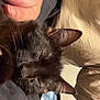 black_cat, sleeping_cat, cat, pet, animal, person, arm, shirt, tan_shirt, indoor, cozy, resting, fur, whiskers, ears, close_up, comfort, nap, domestic_animal, human