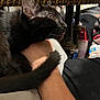 Toothless is registered to the contest to win money with this photo: black_cat, cat, pet, animal, tail, whiskers, person_arm, indoor, furniture, table, clutter, curious, close_up, domestic, mammal, resting, fur, looking_up, home, cozy