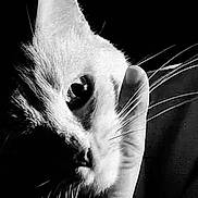 Rose a rejoint le concours — aidez-le/la à gagner de superbes lots ! animal, black_and_white, calm, cat, close_up, contrast, dark_background, eye, face, feline, fur, gentle, hand, intimate, monochrome, pet, portrait, soft_light, touch, whiskers