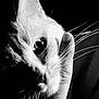 animal, black_and_white, calm, cat, close_up, contrast, dark_background, eye, face, feline, fur, gentle, hand, intimate, monochrome, pet, portrait, soft_light, touch, whiskers