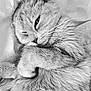 Rose participe au concours pour gagner de l'argent avec cette photo : animal, black_and_white, cat, close_up, cozy, cute, domestic_animal, face, feline, fluffy, fur, indoor, paw, pet, portrait, relaxed, resting, sleepy, soft, whiskers