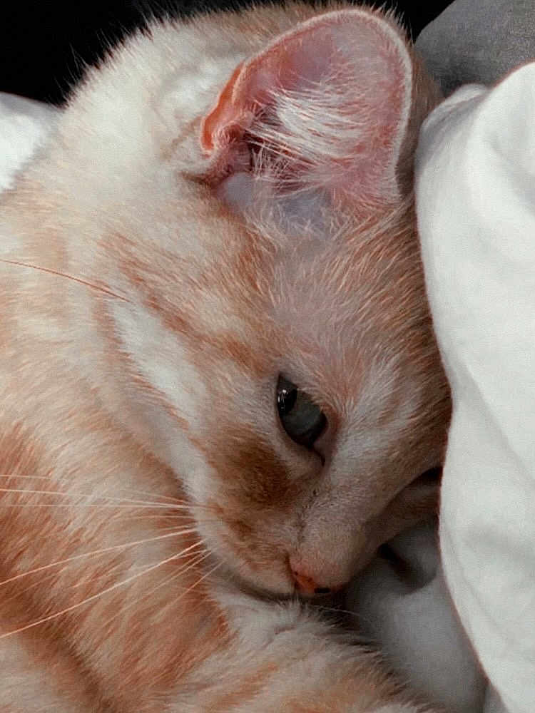 Rose participe au concours pour gagner de l'argent avec cette photo : animal, bed, blanket, cat, close_up, cozy, cute, domestic_cat, ear, face, feline, fur, orange_cat, pet, relaxed, resting, sleeping, soft_texture, whiskers, white_fur
