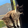Tuesday Marie is registered to the contest to win money with this photo: alert, animal, cat, curtain, daylight, feline, fur, greenery, house, indoor, nature, outdoor_view, pet, shadow, standing, sunlight, tabby, whiskers, window, windowsill