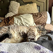 Tuesday Marie is registered to the contest to win money with this photo: animal, bed, blanket, cat, comfort, cozy, cute, ears, feline, fur, household, indoor, pet, pillow, relaxed, resting, sleeping, soft, tabby, whiskers