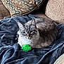 Tuesday Marie joined the competition — help win amazing prizes! animal, blanket, cat, comfort, couch, cozy, domestic_animal, feline, fur, green_ball, home, indoor, pet, pillow, relaxed, resting, soft, striped, tabby, toy