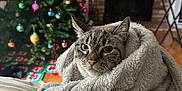 Tuesday Marie joined the competition — help win amazing prizes! animal, blanket, cat, christmas_tree, comfort, cozy, cute, decorations, festive, fur, furniture, holiday, home, indoor, living_room, pet, relaxed, seasonal, soft_texture, wrapped