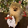 dog, puppy, pomeranian, fluffy, table, christmas_tree, ornaments, holiday_decor, bow, decoration, festive, indoor, pet, cute, blurred_background, warm_lighting, wooden_surface, white_cutout, christmas, celebration