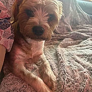 Max The Great is registered to the contest to win money with this photo: dog, pet, cute, fluffy, blanket, cozy, indoor, fur, animal, relaxed, companion, brown, small_dog, lying_down, curious, paw, texture, soft, home, comfort