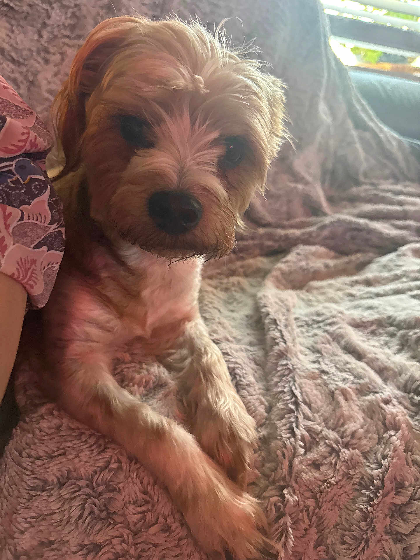 Max The Great is registered to the contest to win money with this photo: dog, pet, cute, fluffy, blanket, cozy, indoor, fur, animal, relaxed, companion, brown, small_dog, lying_down, curious, paw, texture, soft, home, comfort