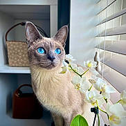 Hunter is registered to the contest to win money with this photo: cat, siamese_cat, blue_eyes, flower, orchid, window_blinds, indoor, shelf, bag, plant, pet, animal, feline, curious, natural_light, closeup, portrait, domestic_cat, quiet, home