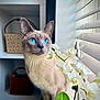 cat, siamese_cat, blue_eyes, flower, orchid, window_blinds, indoor, shelf, bag, plant, pet, animal, feline, curious, natural_light, closeup, portrait, domestic_cat, quiet, home