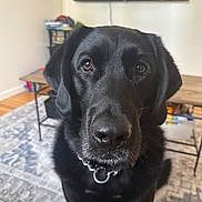 Gus joined the competition — help win amazing prizes! dog, black_dog, pet, indoor, close_up, brown_eyes, collar, carpet, coffee_table, television, furniture, living_room, canine, portrait, domestic_animal, animal, looking, ears, snout, sitting