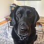 dog, black_dog, pet, indoor, close_up, brown_eyes, collar, carpet, coffee_table, television, furniture, living_room, canine, portrait, domestic_animal, animal, looking, ears, snout, sitting