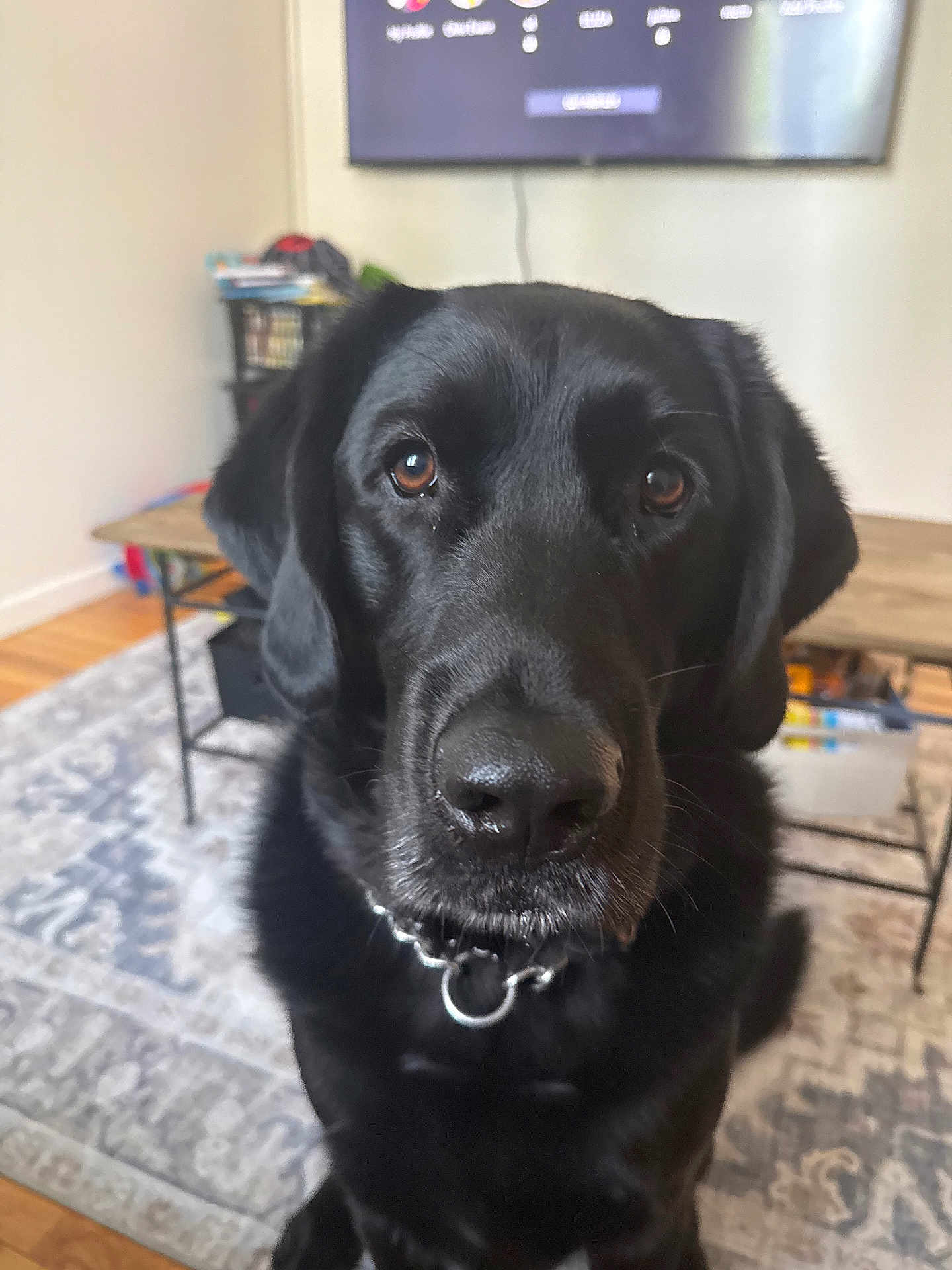 Gus