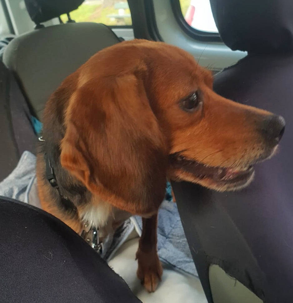 Chipie participe au concours pour gagner de l'argent avec cette photo : automotive_exterior, automotive_mirror, canidae, car, car_seat, carnivore, collar, companion_dog, dog, dog_breed, door, fawn, liver, rear_view_mirror, snout, vehicle, vehicle_door, whiskers, windshield, working_animal