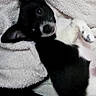 Cleopatra is registered to the contest to win money with this photo: black_and_white, black_fur, blanket, close_up, cozy, dog, eye, indoor, large_ears, lying_down, nose, paws, pet, pointed_ears, portrait, relaxed, resting, snout, soft_surface, white_fur