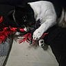 action, black, black_and_white, canine, close_up, cuddling, dogs, feathers, fur, indoors, paws, pet, playful, puppies, red, rope_toy, toy, whiskers, white, wrestling