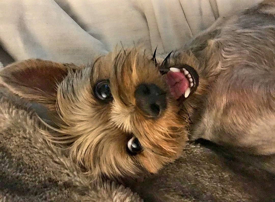 Ellie joined the competition — help win amazing prizes! australian_terrier, canidae, carnivore, companion_dog, dog, dog_breed, dog_supply, fawn, fur, liver, small_terrier, snout, sporting_group, sunglasses, terrestrial_animal, terrier, toy_dog, whiskers, working_animal, yorkshire_terrier