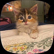 Snickers is registered to the contest to win money with this photo: animal, bedroom, blanket, cat, closeup, cozy, curious, cute, ears, eyes, floral_pattern, fluffy, fur, indoor, kitten, lace, paws, pet, soft_lighting, whiskers