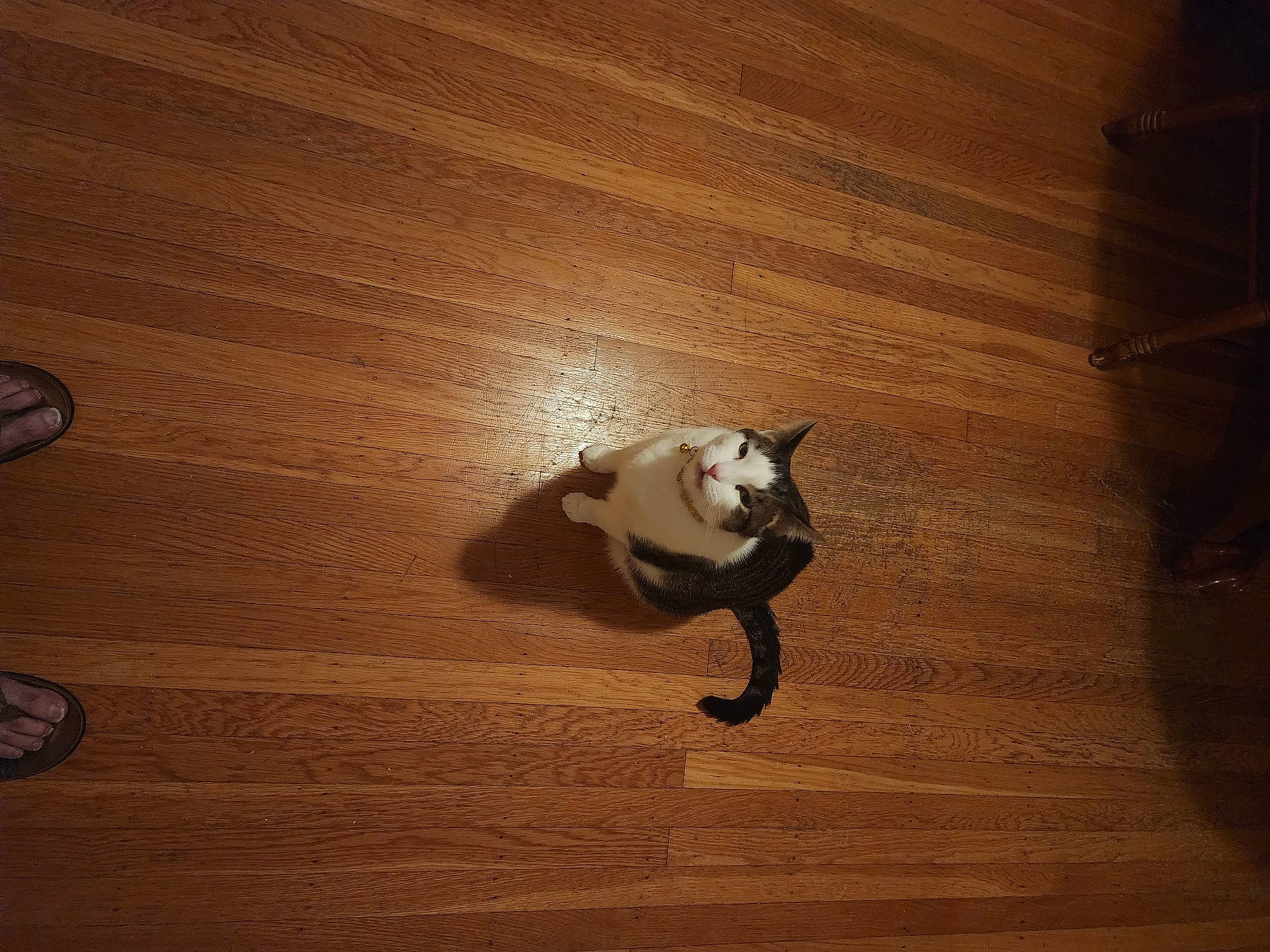 Joe is registered to the contest to win money with this photo: brown, carnivore, cat, cloud, fawn, felidae, floor, flooring, hardwood, laminate_flooring, shoe, sky, small_to_medium_sized_cats, snout, tail, tints_and_shades, whiskers, wood, wood_flooring, wood_stain