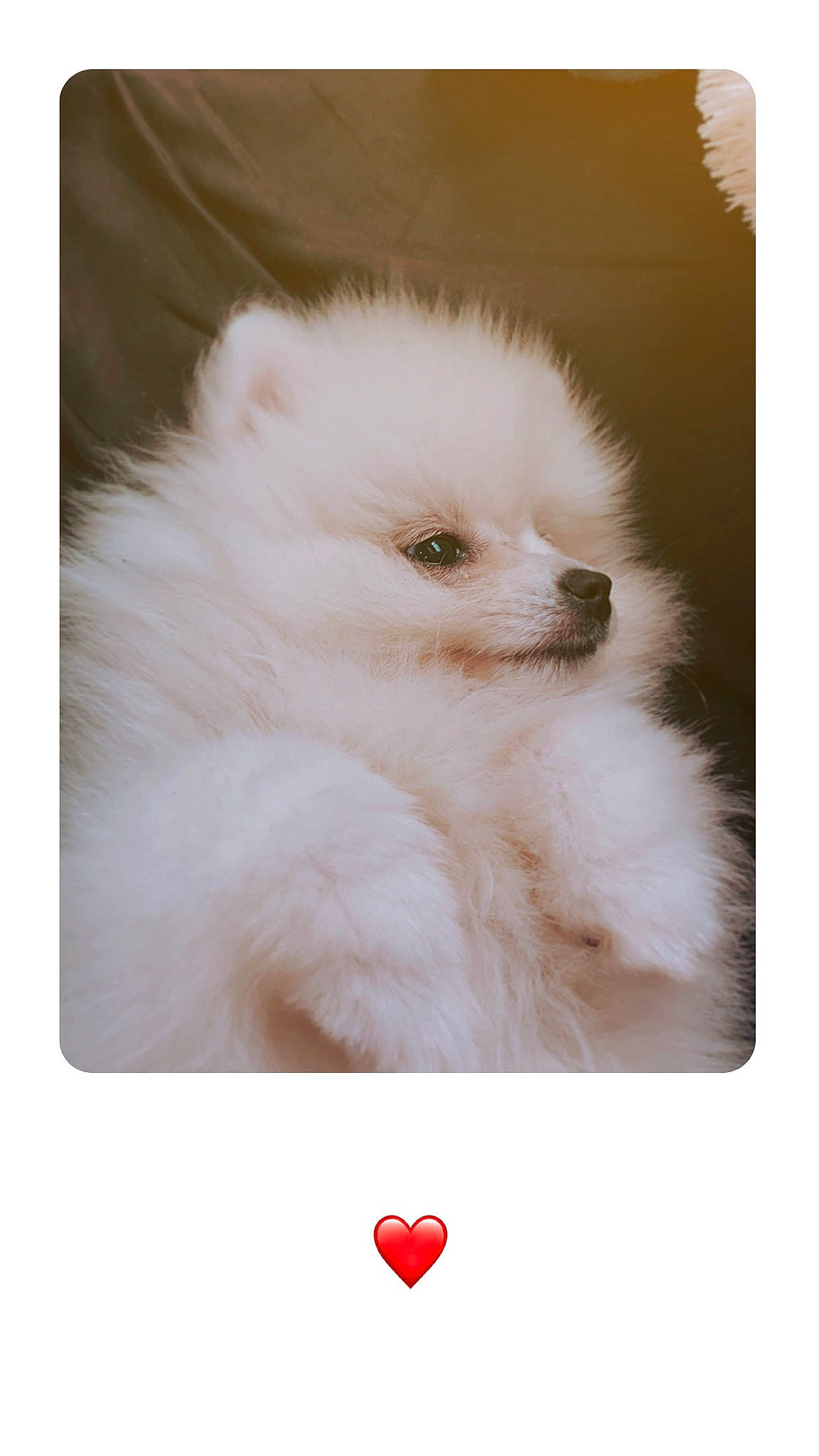 Revenge a rejoint le concours — aidez-le/la à gagner de superbes lots ! american_eskimo_dog, canidae, carnivore, companion_dog, dog, dog_breed, german_spitz, german_spitz_mittel, japanese_spitz, mammal, non_sporting_group, pomeranian, puppy, samoyed, spitz, toy_dog, vertebrate, volpino_italiano