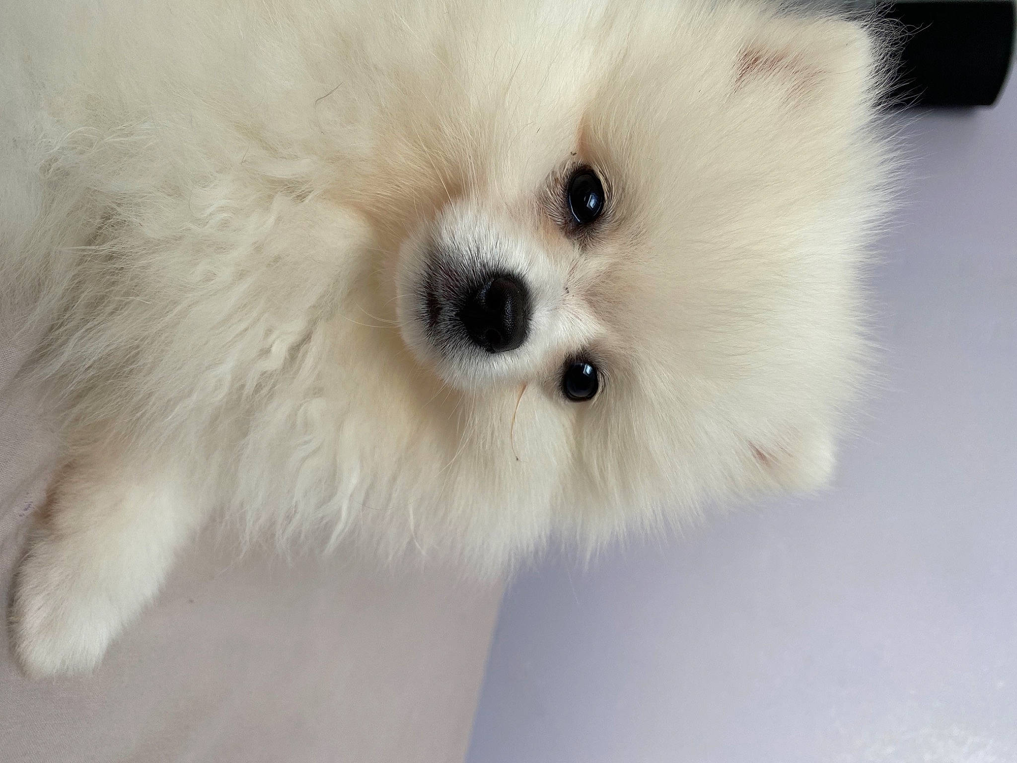 Revenge a rejoint le concours — aidez-le/la à gagner de superbes lots ! canidae, carnivore, companion_dog, dog, dog_breed, german_spitz, german_spitz_klein, japanese_spitz, maltepoo, maltese, mammal, nose, pomeranian, puppy, skin, snout, spitz, toy_dog, vertebrate, volpino_italiano