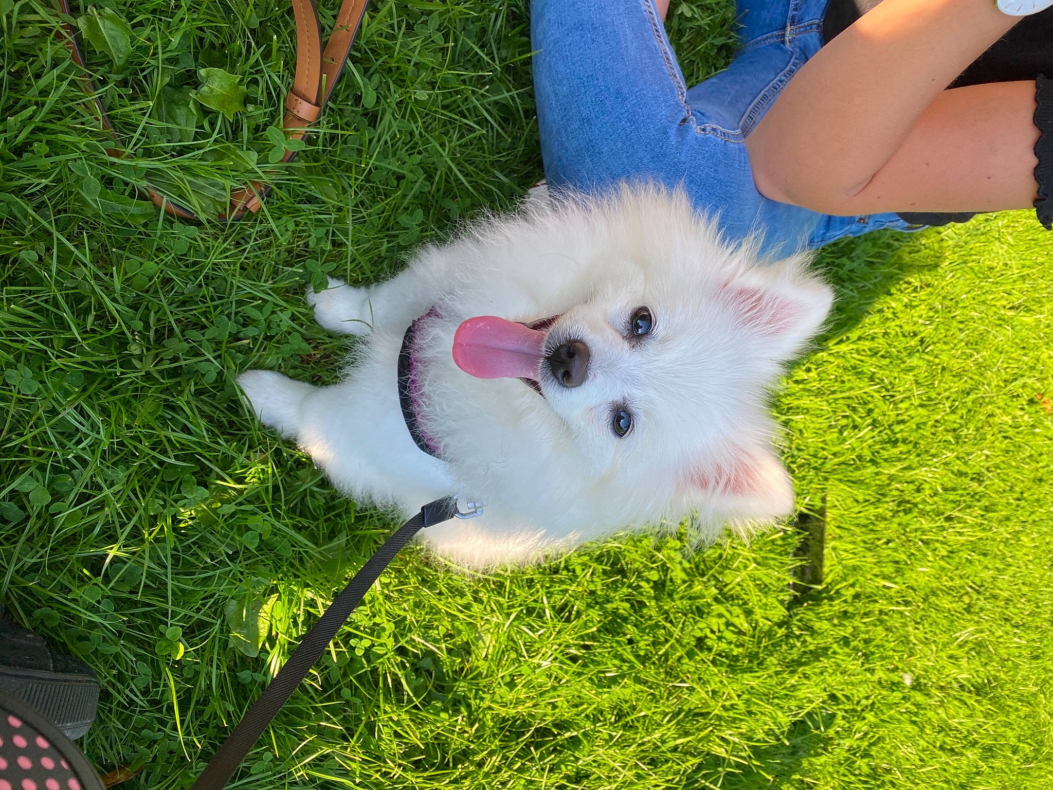 Revenge a rejoint le concours — aidez-le/la à gagner de superbes lots ! canidae, carnivore, companion_dog, dog, dog_breed, german_spitz_klein, german_spitz_mittel, grass, japanese_spitz, maltese, mammal, non_sporting_group, plant, pomeranian, puppy, spitz, toy_dog, vertebrate, volpino_italiano