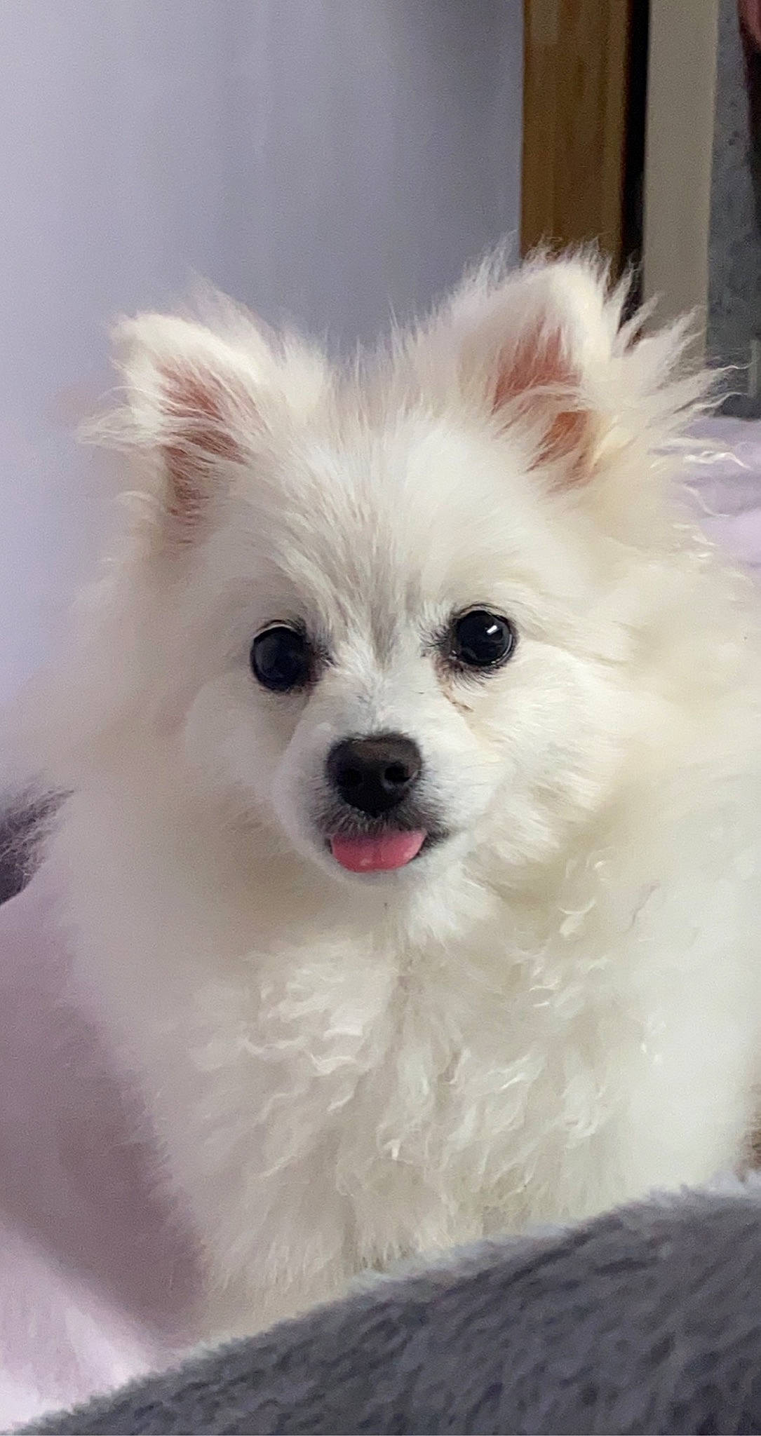 Revenge participe au concours pour gagner de l'argent avec cette photo : american_eskimo_dog, canidae, carnivore, companion_dog, dog, dog_breed, german_spitz, german_spitz_klein, german_spitz_mittel, indian_spitz, japanese_spitz, mammal, pomeranian, puppy, samoyed, snout, spitz, vertebrate, volpino_italiano, whiskers