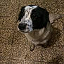 adorable, animal, black_and_white, canine, companion, cute, dog, domestic_animal, ears, friend, fur, indoor, looking_up, pet, puppy, snout, speckled_floor, tail, tile_floor, waiting