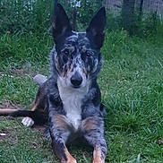 Ova participe au concours pour gagner de l'argent avec cette photo : dog, canine, merle_coat, grass, outdoor, fence, upright_ears, attentive, portrait, paws, snout, sitting, pet, yard, greenery, muzzle, domestic_animal, front_legs, looking_at_camera, fur