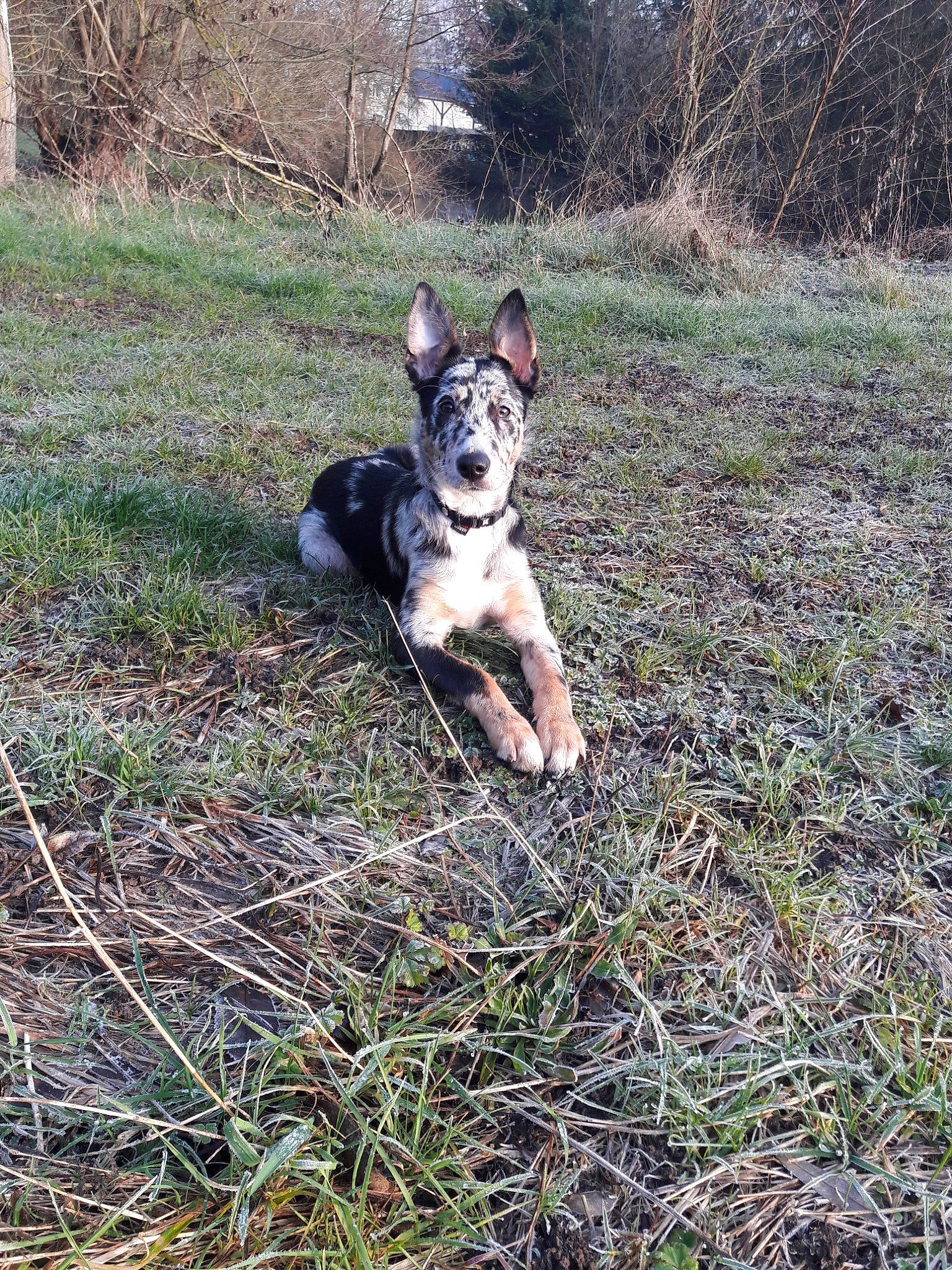 Ova a rejoint le concours — aidez-le/la à gagner de superbes lots ! australian_cattle_dog, canidae, carnivore, dog, dog_breed, east_european_shepherd, grass, mammal, vertebrate, wolfdog