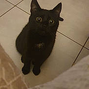 Luna a rejoint le concours — aidez-le/la à gagner de superbes lots ! cat, black_cat, pet, feline, indoors, tiled_floor, tile, looking_up, wide_eyes, curious, whiskers, ears, paws, sitting, floor_grout, foreground_blur, low_light, home, portrait, alert