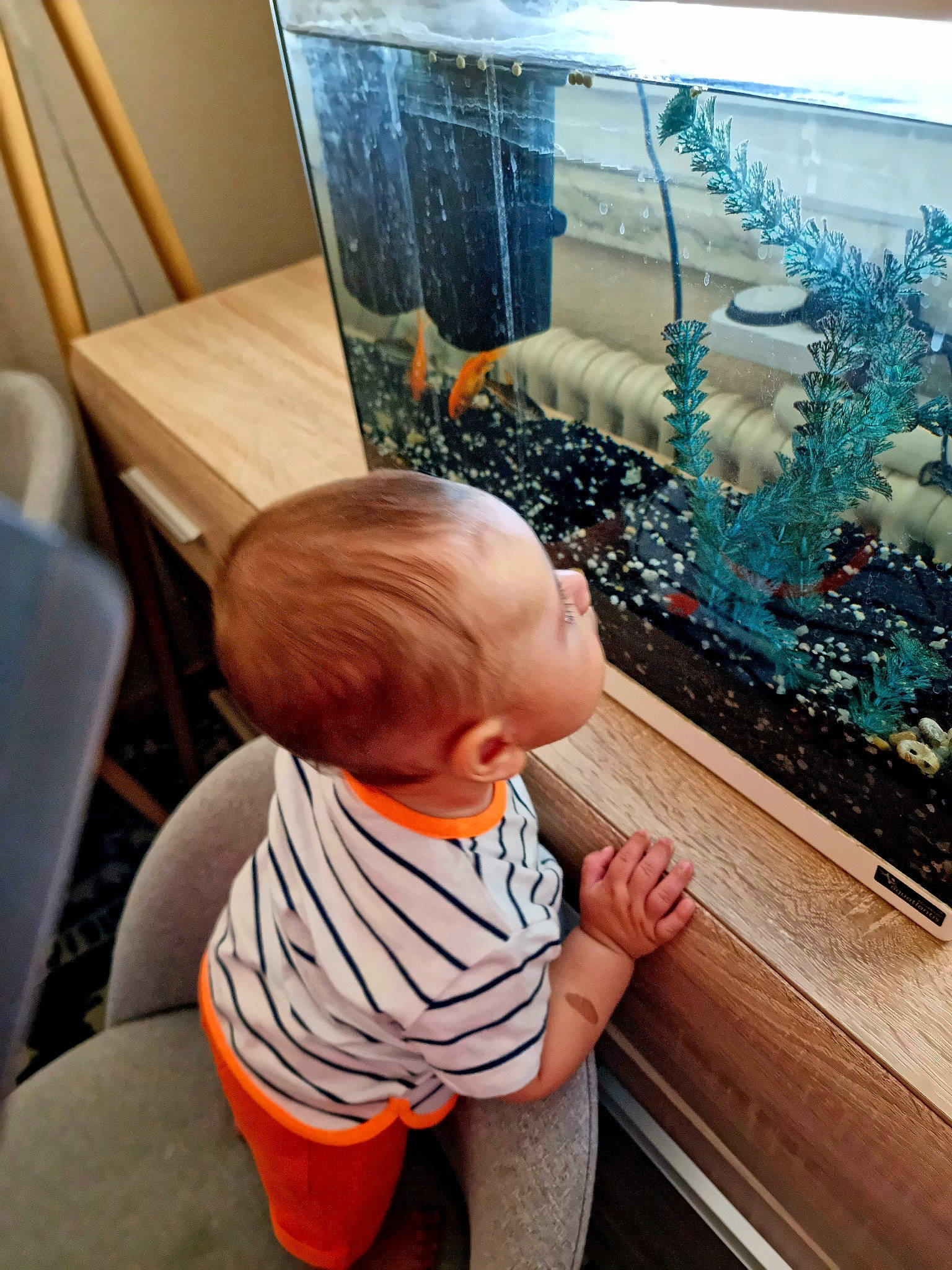 Nazzareno participe au concours pour gagner de l'argent avec cette photo : aquarium, baby, baby_toddler_clothing, chair, child, flooring, foot, fun, glass, leisure, person, plant, room, sitting, t_shirt, toddler, tree, vacation, window, wood