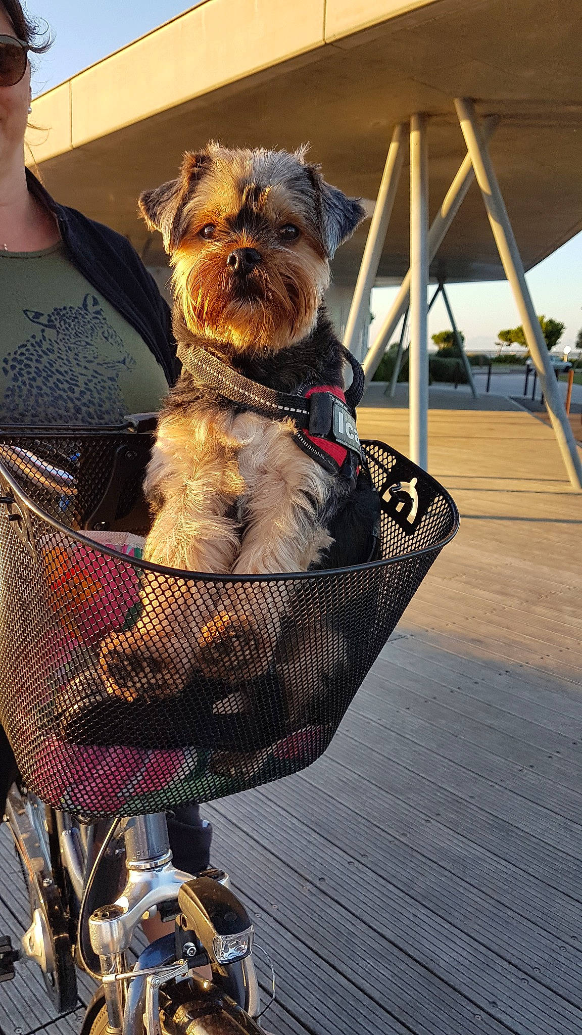 Icare a rejoint le concours — aidez-le/la à gagner de superbes lots ! australian_silky_terrier, baby_carriage, bicycle_accessory, bicycle_basket, cairn_terrier, canidae, carnivore, companion_dog, dog, dog_breed, dog_clothes, leash, mammal, morkie, schnoodle, small_terrier, terrier, toy_dog, vehicle, yorkshire_terrier
