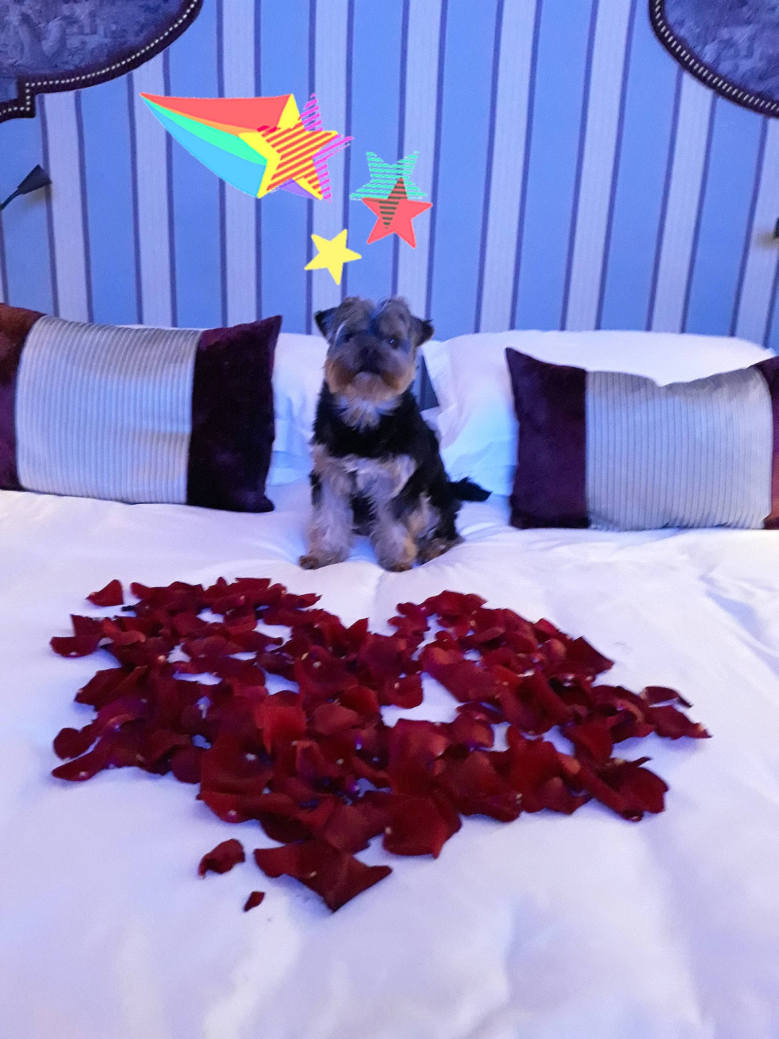 Icare participe au concours pour gagner de l'argent avec cette photo : canidae, carnivore, dog, dog_breed, miniature_schnauzer, non_sporting_group, puppy, scottish_terrier, sporting_group, table, terrier